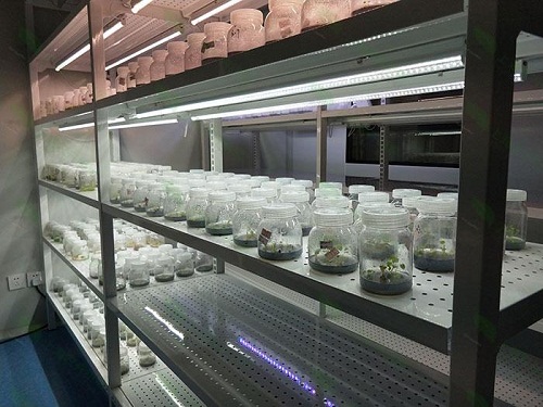 二道江植物组织培养实验室设计建设方案